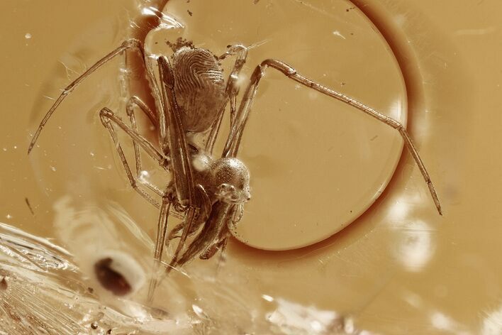 Fossil Assassin Spider (Archaeidae) In Baltic Amber - Rare! #330724
